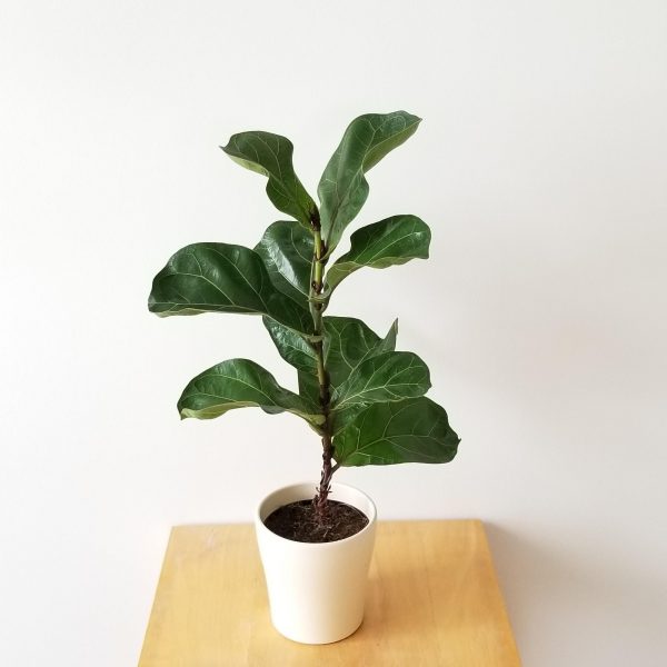 fiddle leaf fig india Fiddle Leaf Fig – Vitae Roses
