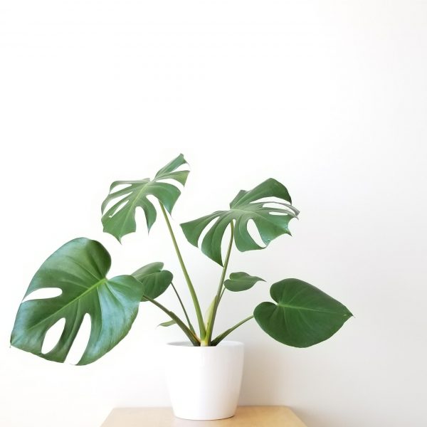plante monstera rose Monstera Plant – Vitae Roses